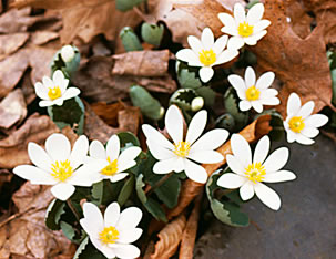 Sanguinaria s0142 